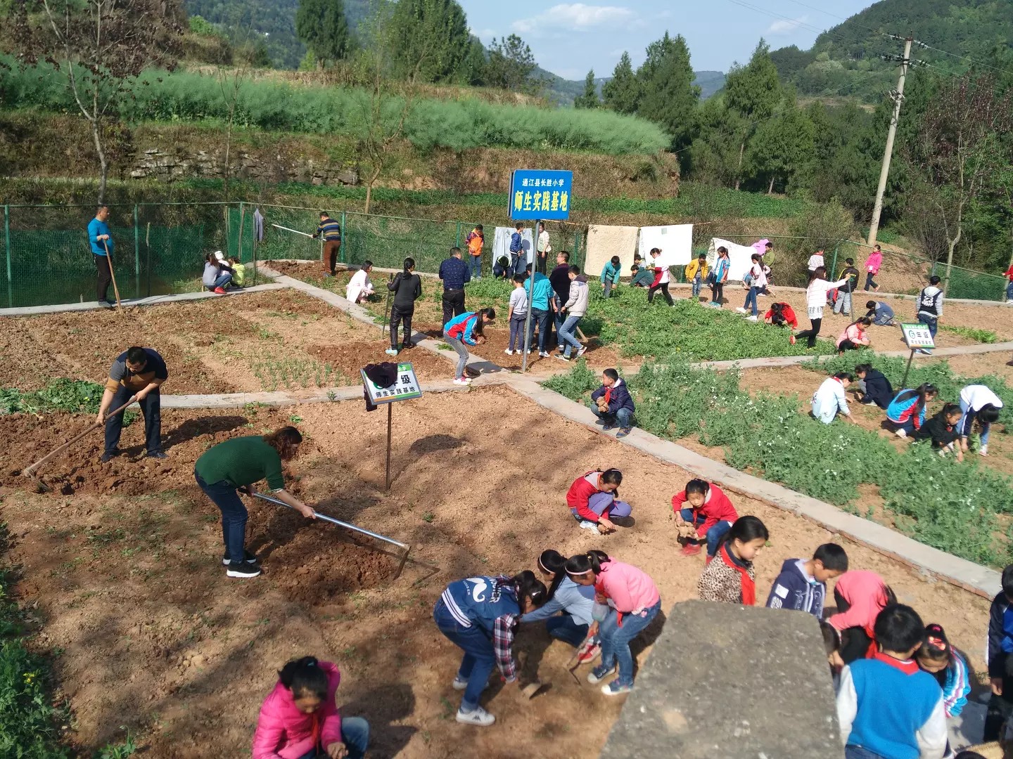 长胜小学师生在实践基地劳动.jpg